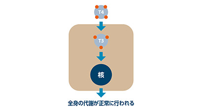 関連する検査と特徴的な所見