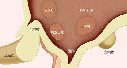 視床下部 - 下垂体系におけるホルモン分泌調節機構